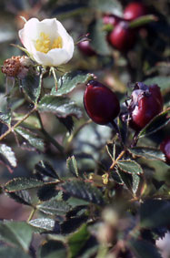 Eglantier Rosa Canina