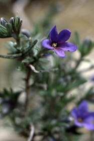 Gremil fleurs